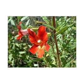 Sticky Monkeyflower, Flower Essence 30ml Dosage Prepared from FES Stock Essences