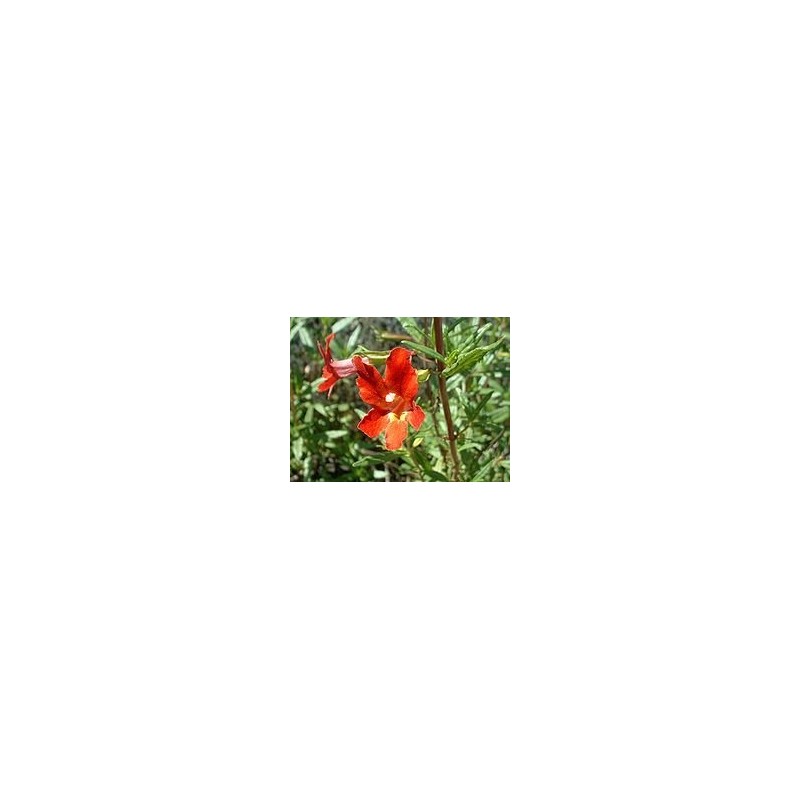 Sticky Monkeyflower, Flower Essence 30ml Dosage Prepared from FES Stock