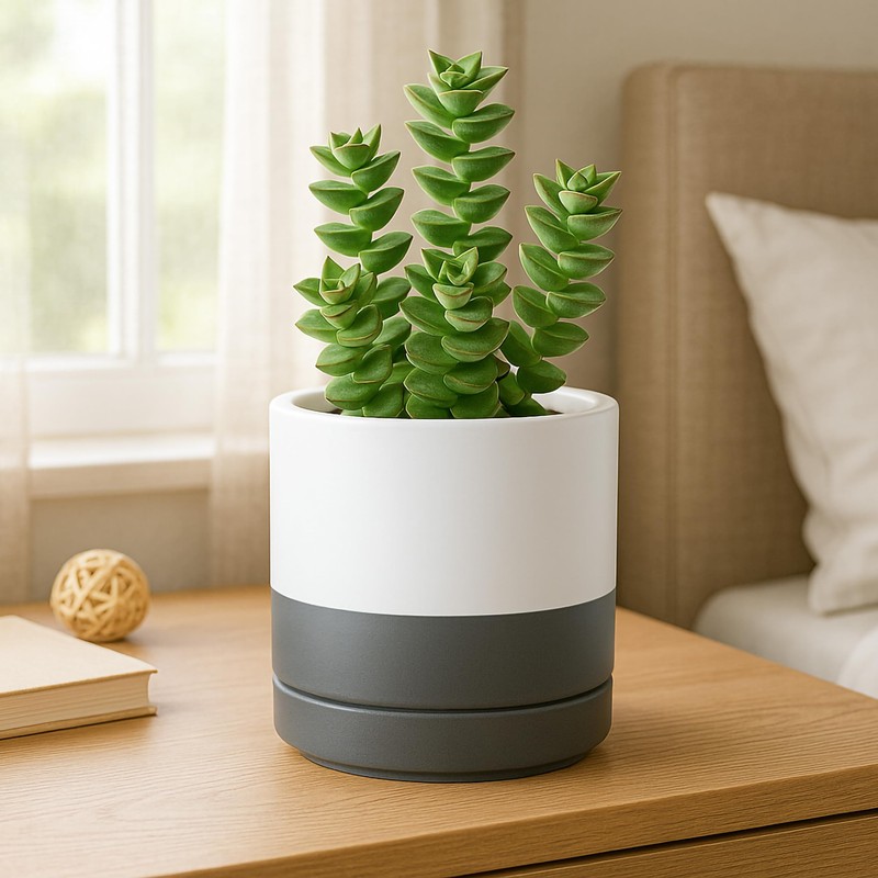 D'vine Dev 4.7 Inch & 6.5 Inch Ceramic Planter Pots