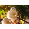 White Queen of The Night Orchid Cactus Cutting, Epiphyllum Oxypetalum