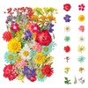 Dried Flowers, Kaluofan 40PCS Real Pressed Flowers, Dried Flowers for