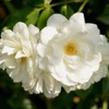 Heirloom Roses Climbing Rose Plant - CL Iceberg White Rose