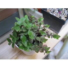 Dwarf Wandering Jew -Tradescantia Minima Callisia Repens - Bolivian Chain Plant