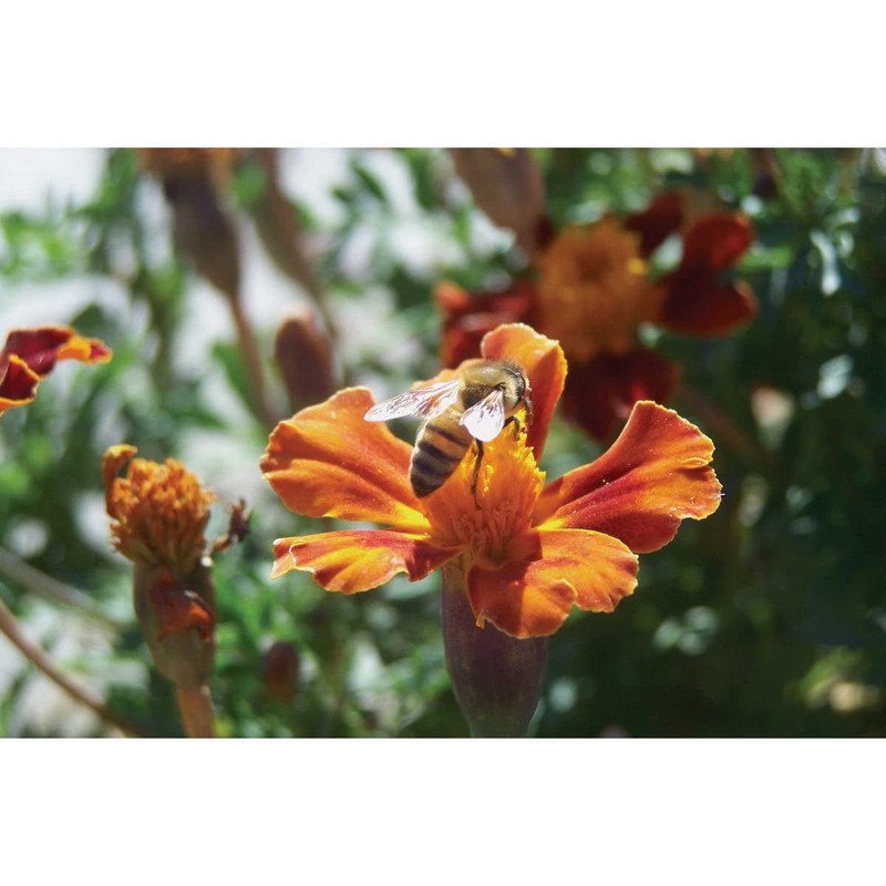 Harvest Lane Honey Feedlq-103 1 Gallon Liquid Bee Feed, 1