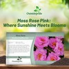 Outsidepride Pink Moss Rose Seeds - 10000 Pcs Annual, Drought