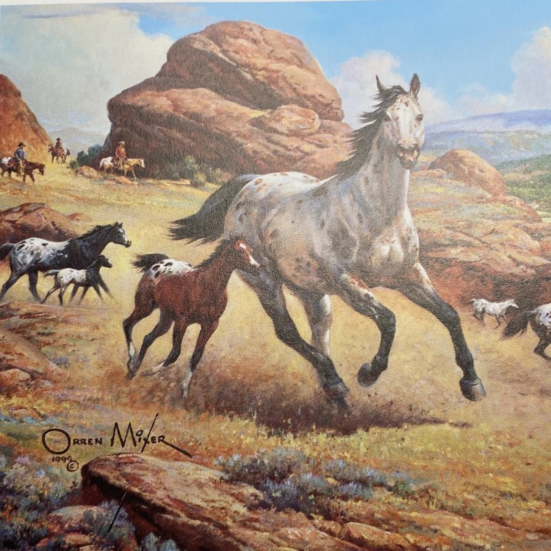 Orren Mixer The Appaloosa Horse Postcard Blank Back 4.25 x