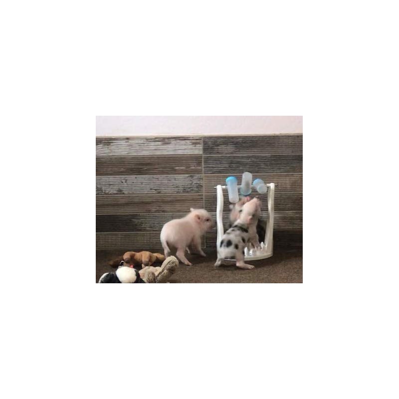 Piglet Activity Game & Slow Feeder (Pink)