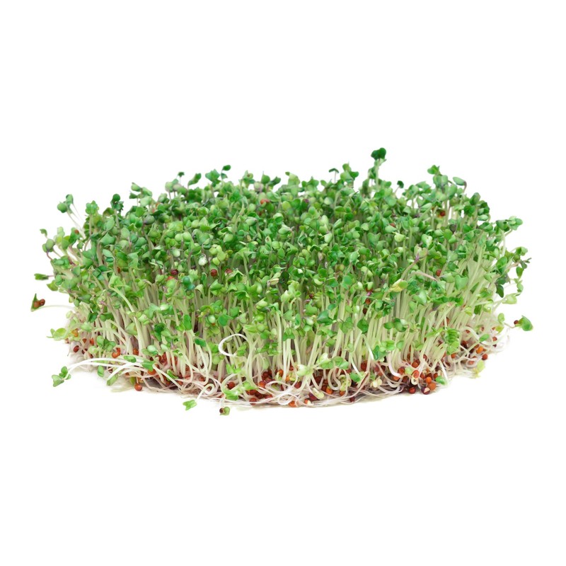 Todd’s Seeds - Sprouting Broccoli Seeds - Calabrese Variety, Non-GMO,