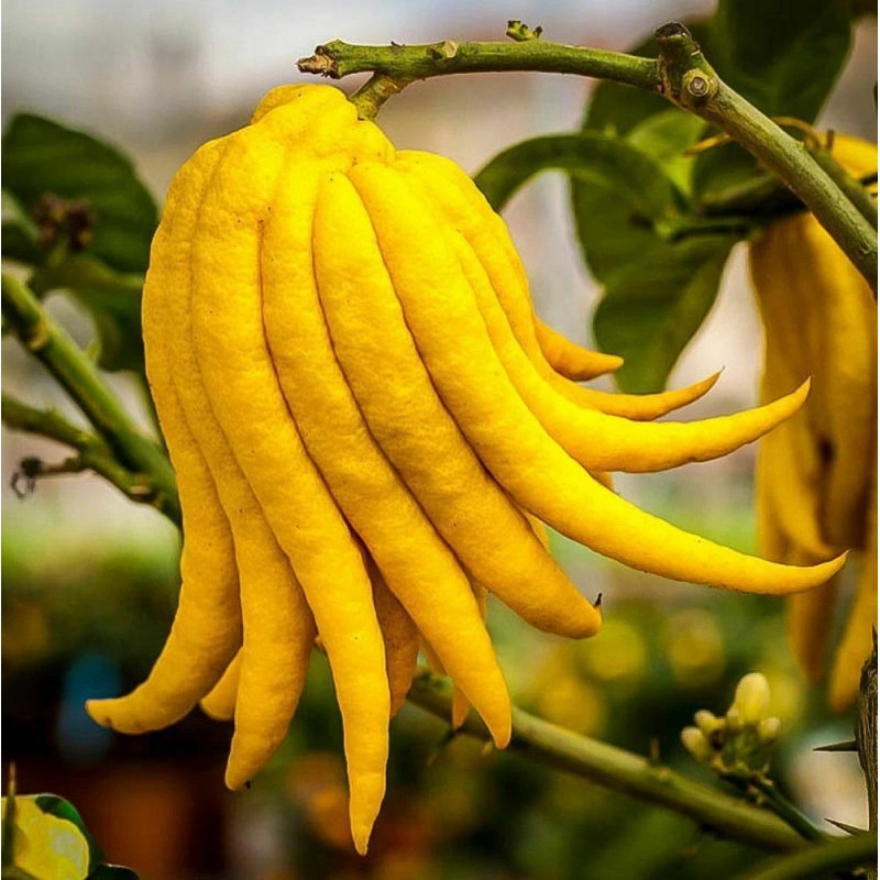 Tree Buddhas Hand (Fingered Citron) Tree - 12-15" Tall -