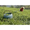 Rare Tea Company Green Whole Leaf Loose Tea, 25 g