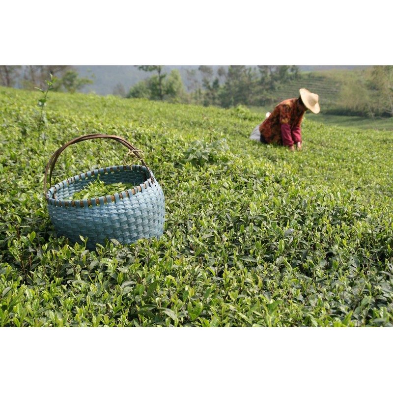 Rare Tea Company Green Whole Leaf Loose Tea, 25 g
