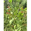 Organic Jamaican Dog Blood Bush Fertility Tea