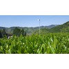 Ocha Collection Honstore Kuramidori 6.3 oz (180 g), Green Tea,