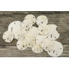 Sand Dollar | Imperfect Real Sand Dollars 2"-3 1/4"| Set