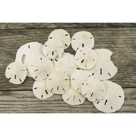 Sand Dollar | Imperfect Real Sand Dollars 2"-3 1/4"| Set of 15