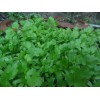 Southeast Seeds Cilantro Seeds (Split), Leisure Coriander, Oriental & Mexican