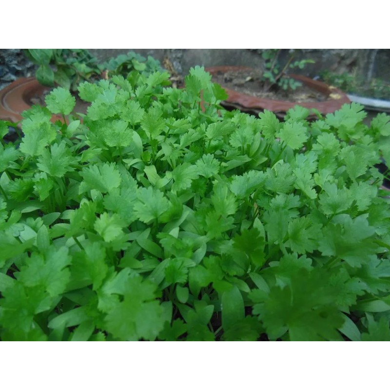 Southeast Seeds Cilantro Seeds (Split), Leisure Coriander, Oriental & Mexican