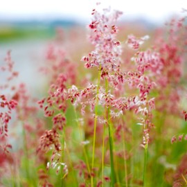 Outsidepride Rhynchelytrum Ruby Grass Seeds - 100 Pcs, Perennial Drought-Tolerant & Versatile Ornamental Grass with Ruby-Pink Blooms for Borders & Mixed Containers