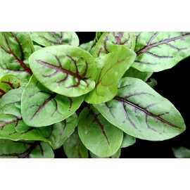 Indian Sorrel Seeds for Planting, Fast Germination & High Yield, Hardy & Nutrient-Rich, Ideal for Home Garden, Pots & Outdoor Growing, Easy to Cultivate & Low Maintenance, Thrives in All Climates
