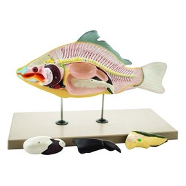 Eisco - Carp Fish Dissection Model, 4 Parts, Natural Size, Removable Organs, Skeleton and Intestinal Structure, Mounted on Base, Includes English Key Card, for Biology and Zoology Education