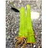 Cactus Night Blooming Cereus Beautiful White Cactus rooted Plant in