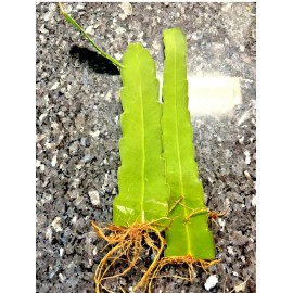 Cactus Night Blooming Cereus Beautiful White Cactus  rooted Plant  in 4" pot