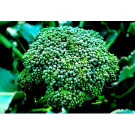 Calabrese Broccoli Seeds for Sprouting & Microgreens | 450 Seeds, Non-GMO, Heirloom
