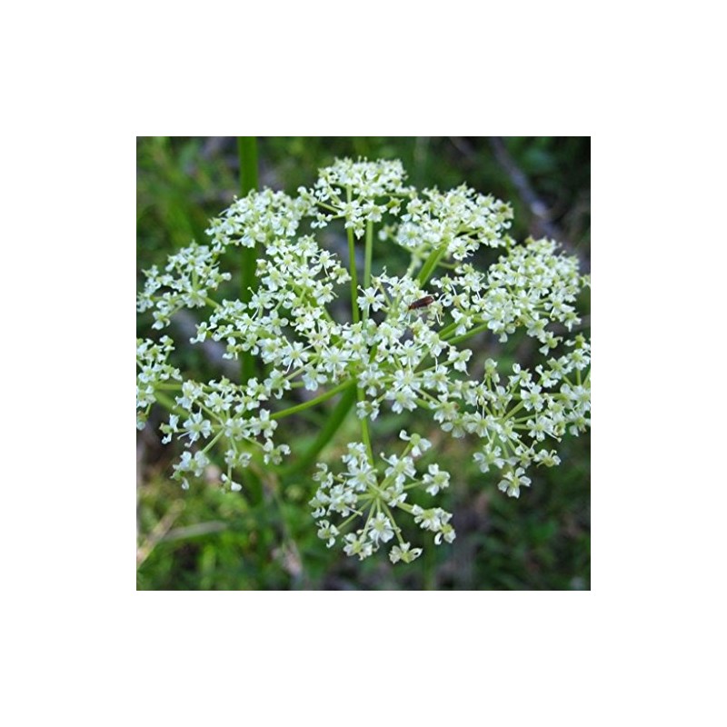 Palm Beach Medicinal Herbs - OSHA (Ligusticum porteri) - Packet