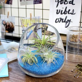 5 Inch Thick Slanted Glass Bowl Terrarium DIY Kit with Blue Sand and 3 Live Tillandsia Ionantha Air Plants - Indoor House Plants for Home and Office Decor