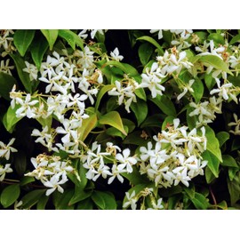 Night Blooming Jasmine | 1 Extra Large 3 Gallon Plant | Cestrum nocturnum | Heavenly Scented Shrub | Ideal for Evening Gardens