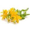 St. John's Wort C/S - Dried Hypericum perforatum Loose Tea