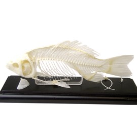 C & A Scientific - Premiere 51001 Real Fish Skeleton