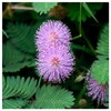Everwilde Farms - 60 Sensitive Briar Native Wildflower Seeds -