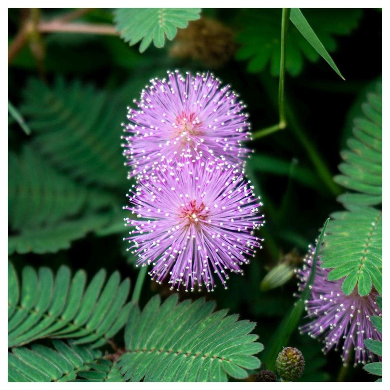 Everwilde Farms - 60 Sensitive Briar Native Wildflower Seeds -