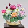 10PCS Bonsai Lotus Seeds for Planting - Mixed Colors Water