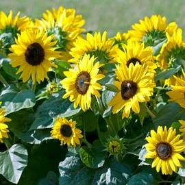 Hopi Black Dye Sunflower Seeds Helianthus Annuus Annual Edible Indoor Outdoor Attracts Pollinators Patio Garden 10Pcs Flower Seeds by YEGAOL Garden