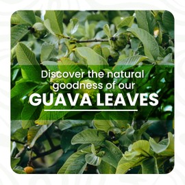 Akshit Dried Guava Leaves, Hojas De Guayaba, Natural Guava Leaf Tea, Loose Leaf Tea, Non GMO, Caffeine free.
