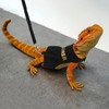 Hypeety Bearded Dragon Harness and Leash Set Adjustable Escape Proof
