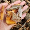 국산 유근피 느릅나무 뿌리 껍질차 코나무 Korean Ulmus Hookeriana Bark