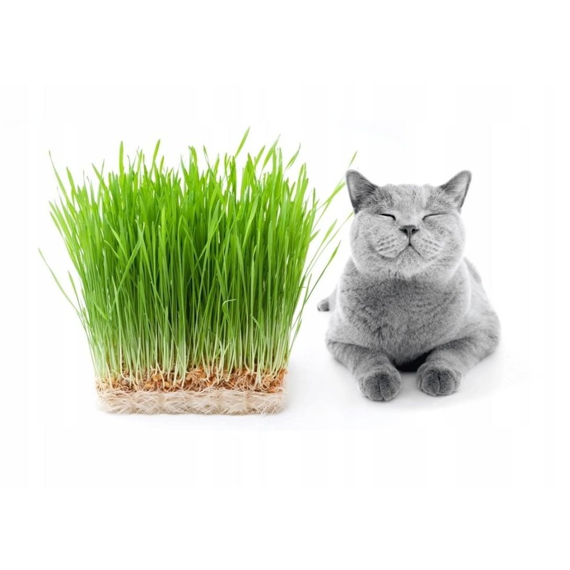 Seeds4planting - Seeds Cat Grass Complex Vitamin Non GMO Heirloom