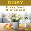 Mrs. Meyer's Daisy Kitchen Set Dish Soap, Hand Soap and