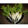 300+ Radish Seeds- Daikon Minowase by Ohio Heirloom Seeds