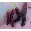 Unbranded Pakistani Mulberry | Black Mulberry 3 Unrooted Cutting