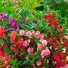 22Day Seeds: Seeds Balsam Camellia Flowered Mix/Impatiens balsamina/Annual Flowers