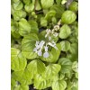 Plantko Organic Swedish Ivy 8 Cuttings $14.99