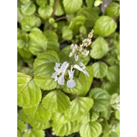 Plantko Organic  Swedish Ivy  8 Cuttings $14.99