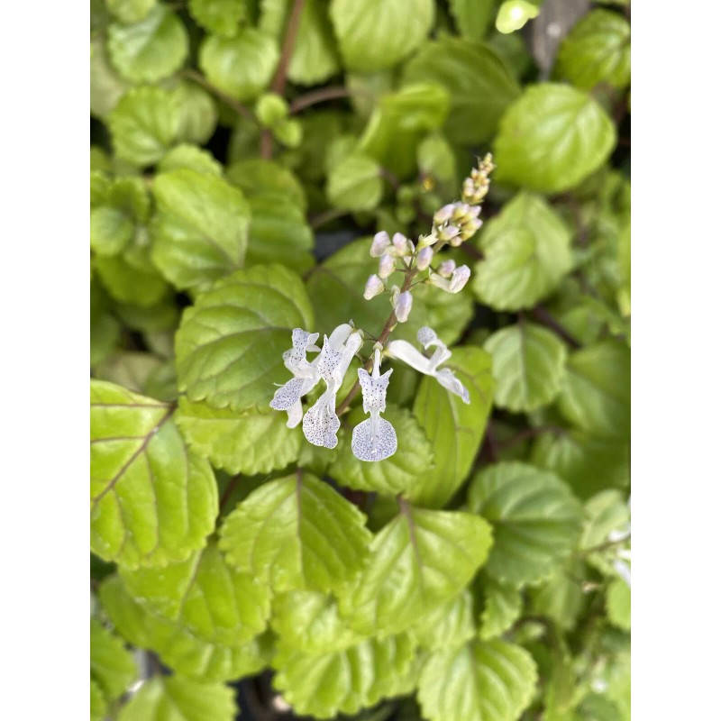 Plantko Organic Swedish Ivy 8 Cuttings $14.99