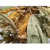 Papaya Leaf 10 Whole -Dried Organic -Pure-home Grown-10 Leaves-organic Papaya
