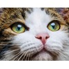 I LOVE MY PETS LLC cat Eye Problems - CAT