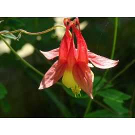 Flowers Eastern Red Columbine Aquilegia canadensis Native Perennial 50 seeds Hummingbird